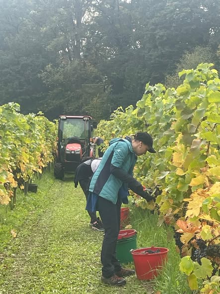 Last chance for a real grape harvest at Niewinne Siostry Vineyard