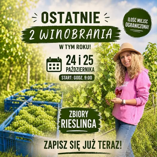 Last Grape Harvest at Winnica pod Jabłonią