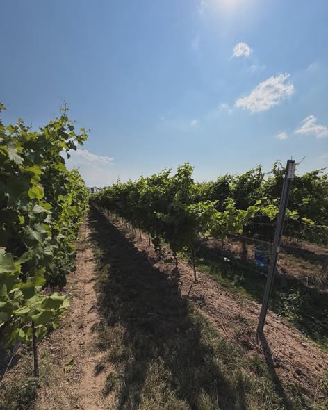 Last Vineyard Tour of the Season in Pałac Mała Wieś vineyard