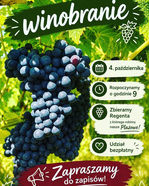 GRAPE HARVEST!