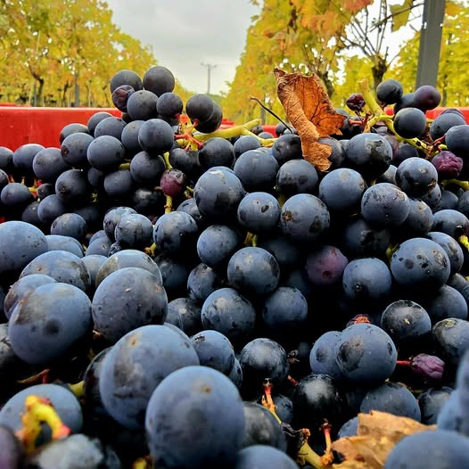 Grape Harvest at Novi Winery
